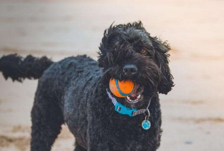 Whip Up a Pet Collar